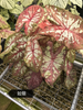 Caladium zhong wuyan pink jelly rice bean like smoke honey
