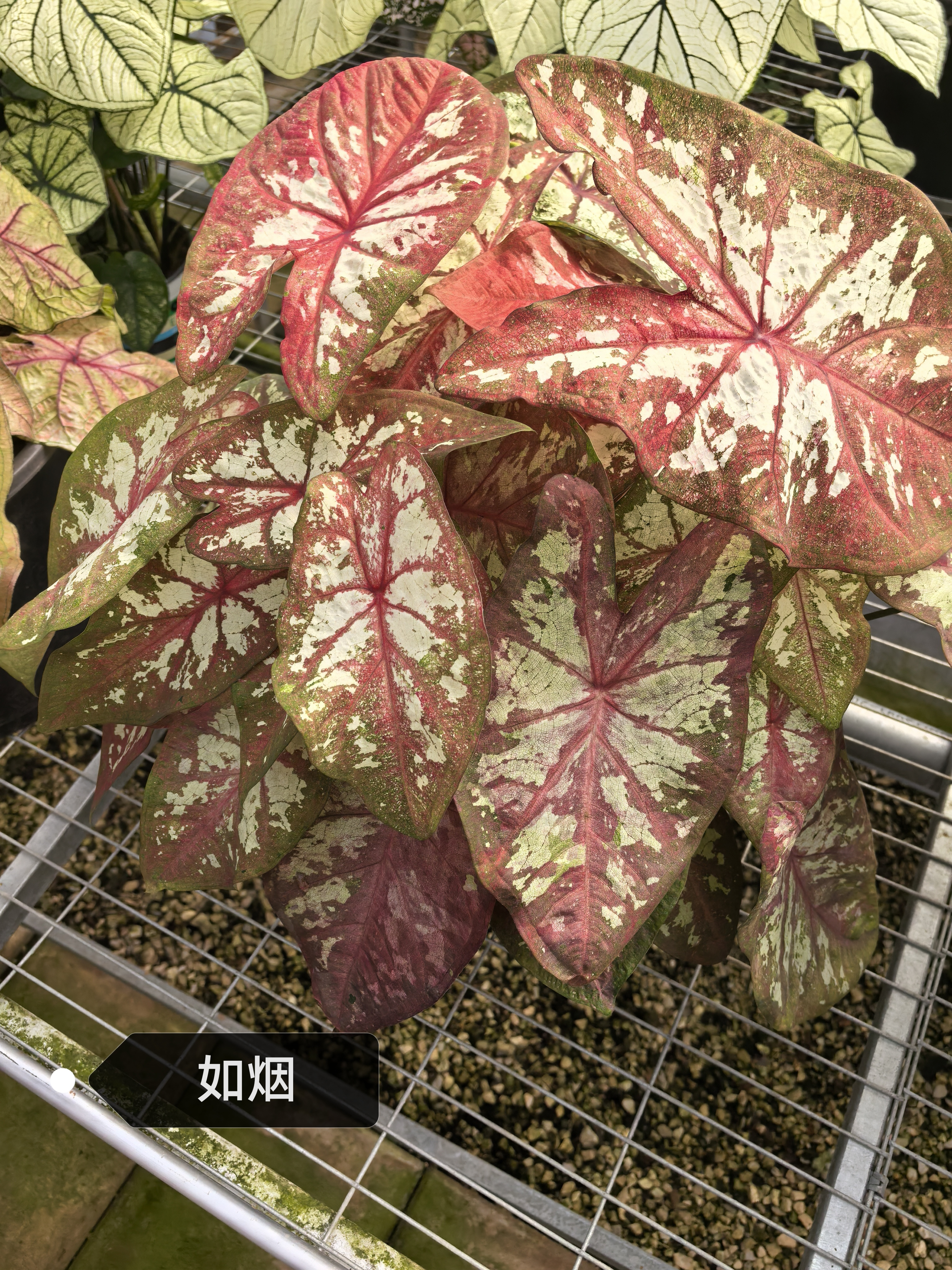 Caladium zhong wuyan pink jelly rice bean like smoke honey