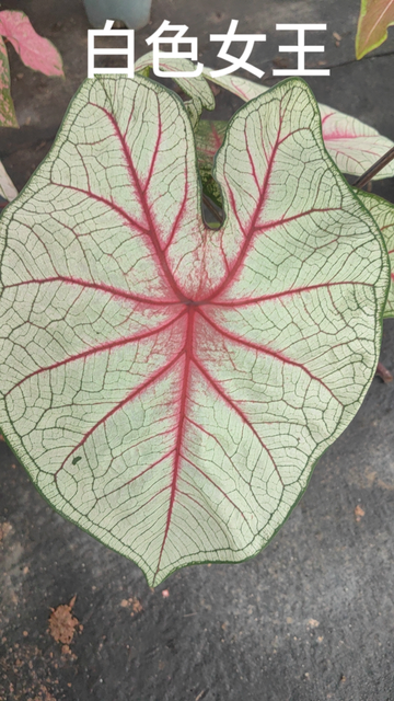 Caladium Brandi cherry pale moonshine fantasy white queen bicolor celebrttion