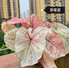 Caladium toe shoe hot heart hearts A strawberry star spiritual beautifulness