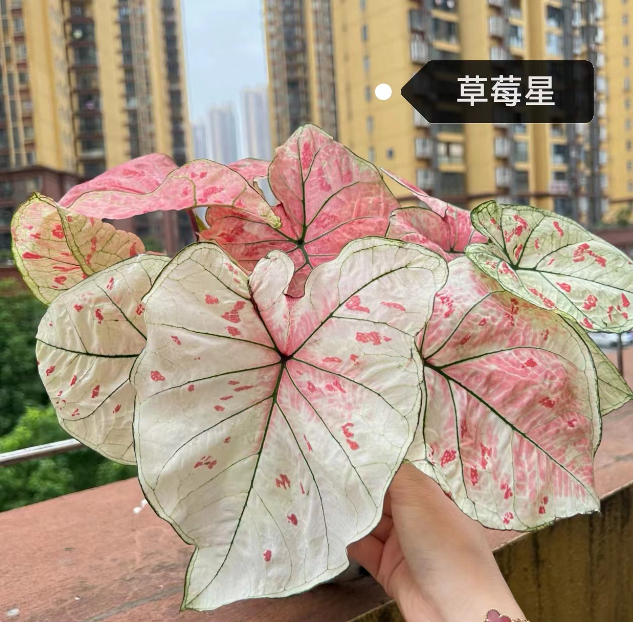 Caladium toe shoe hot heart hearts A strawberry star spiritual beautifulness