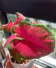 Caladium Brandi cherry pale moonshine fantasy white queen bicolor celebrttion