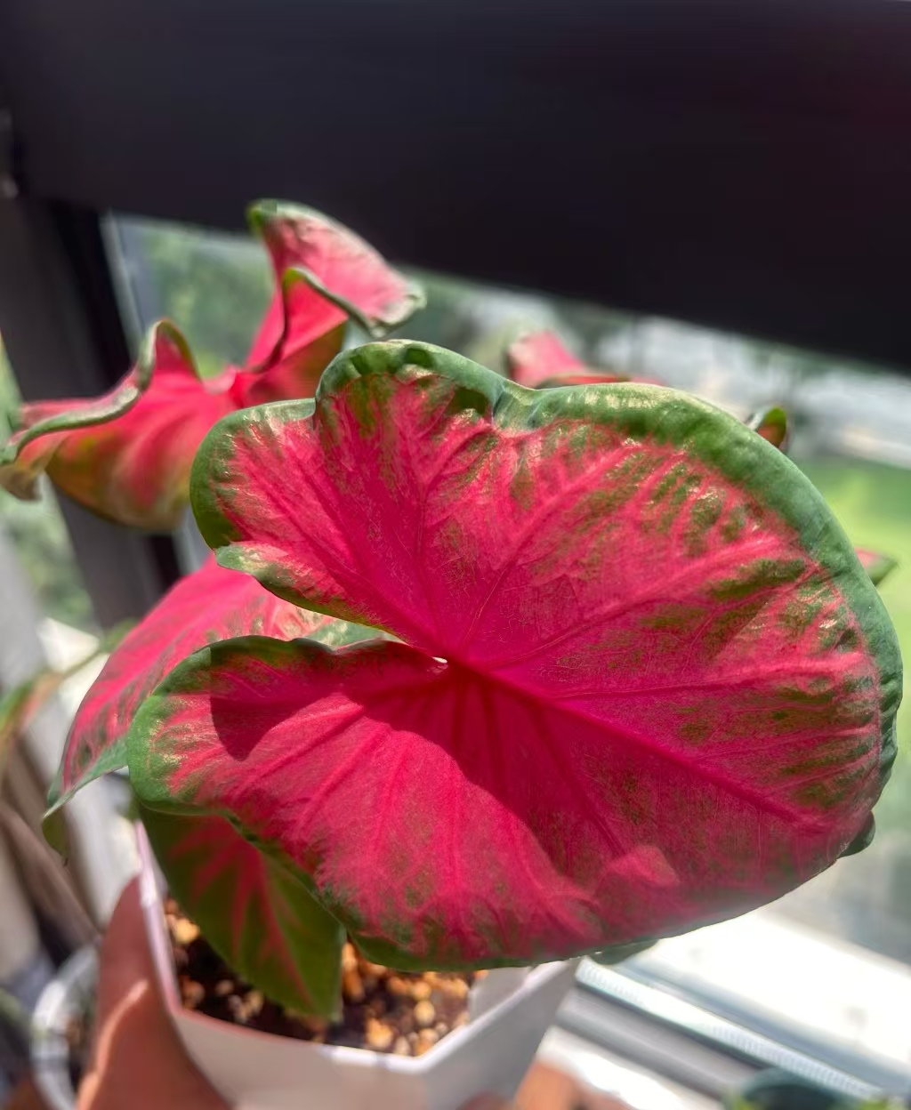Caladium Brandi cherry pale moonshine fantasy white queen bicolor celebrttion