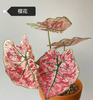 Caladium red moonlight peri mew sakura freckle Pink cloud bicolor Pink summer