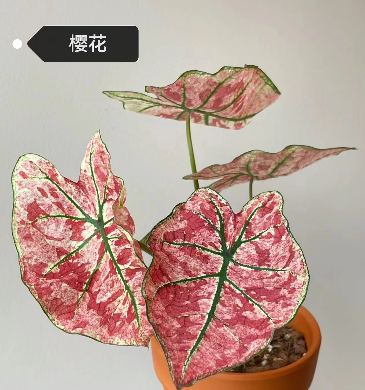 Caladium red moonlight peri mew sakura freckle Pink cloud bicolor Pink summer