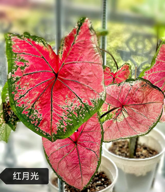 Caladium red moonlight peri mew sakura freckle Pink cloud bicolor Pink summer