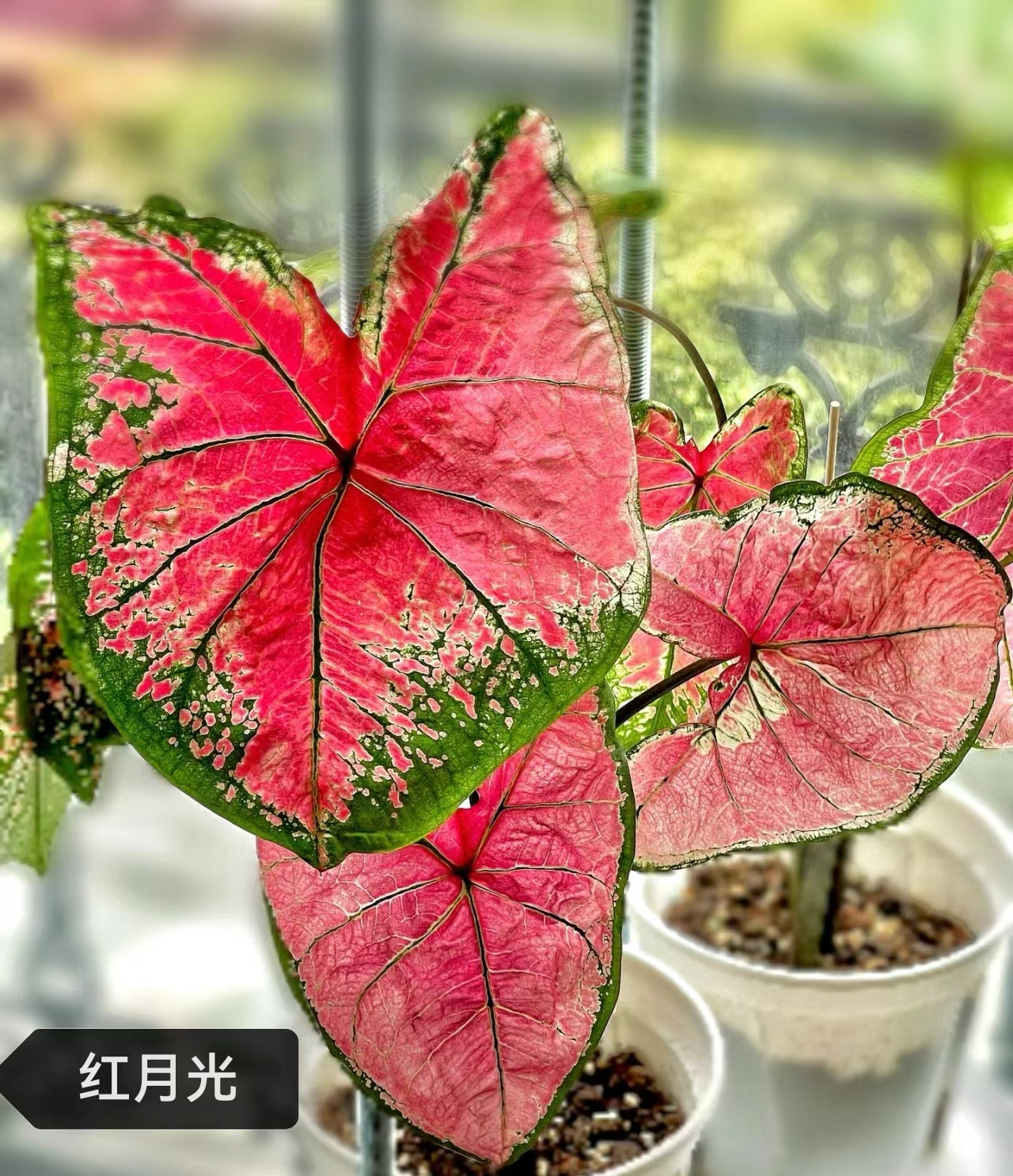 Caladium red moonlight peri mew sakura freckle Pink cloud bicolor Pink summer