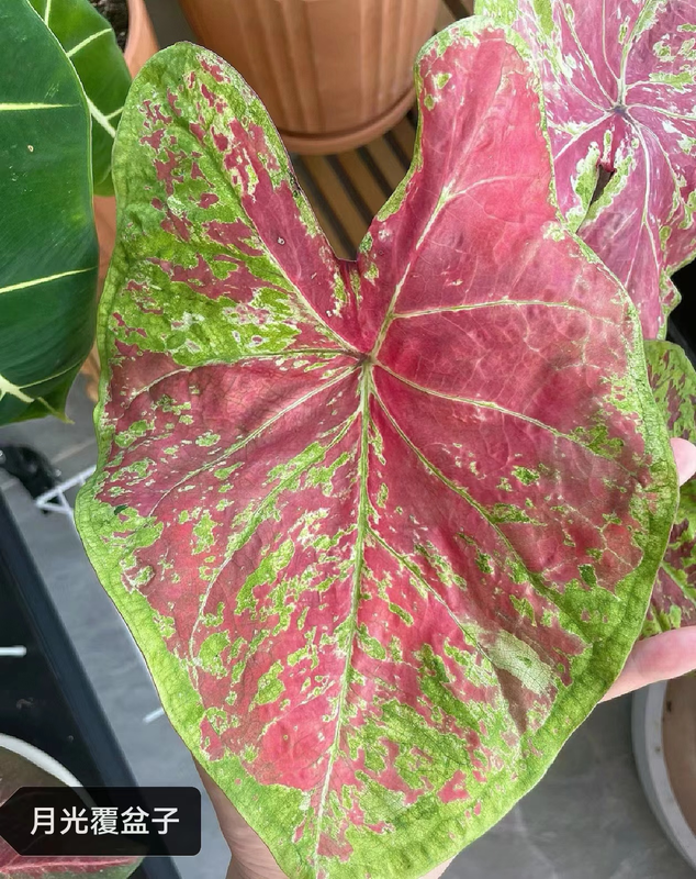 Caladium The Burgundy Rose Monica Siamese month spring day Moonlight raspberry