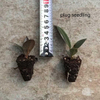 Burgundy Ficus