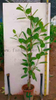 Audrey Ficus for Indoor