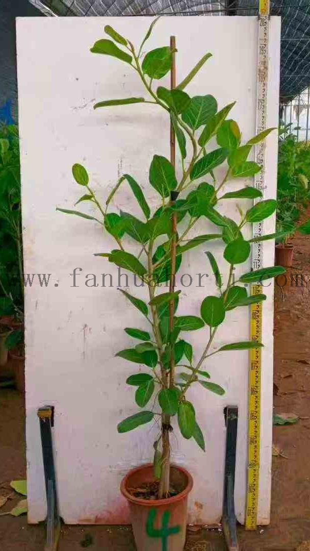 Audrey Ficus for Indoor