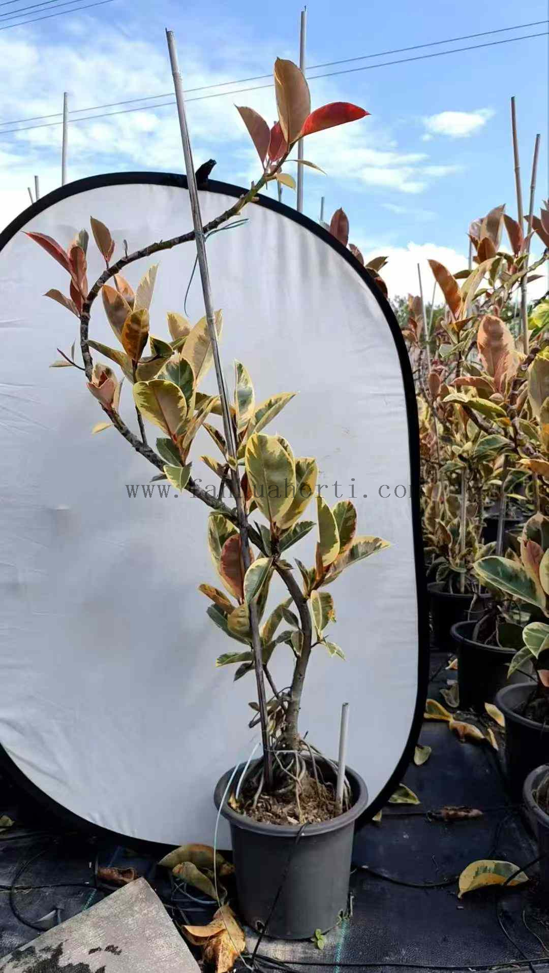 花金刚