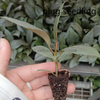 Ruby Ficus 