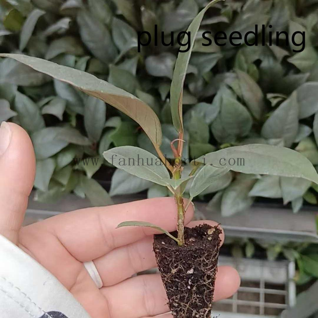 Ruby Ficus 