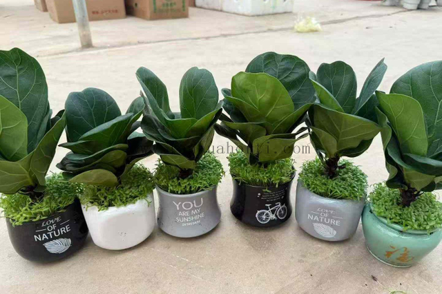 Lyrata bambino Ficus f