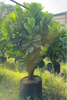 Lyrata Ficus for Indoor