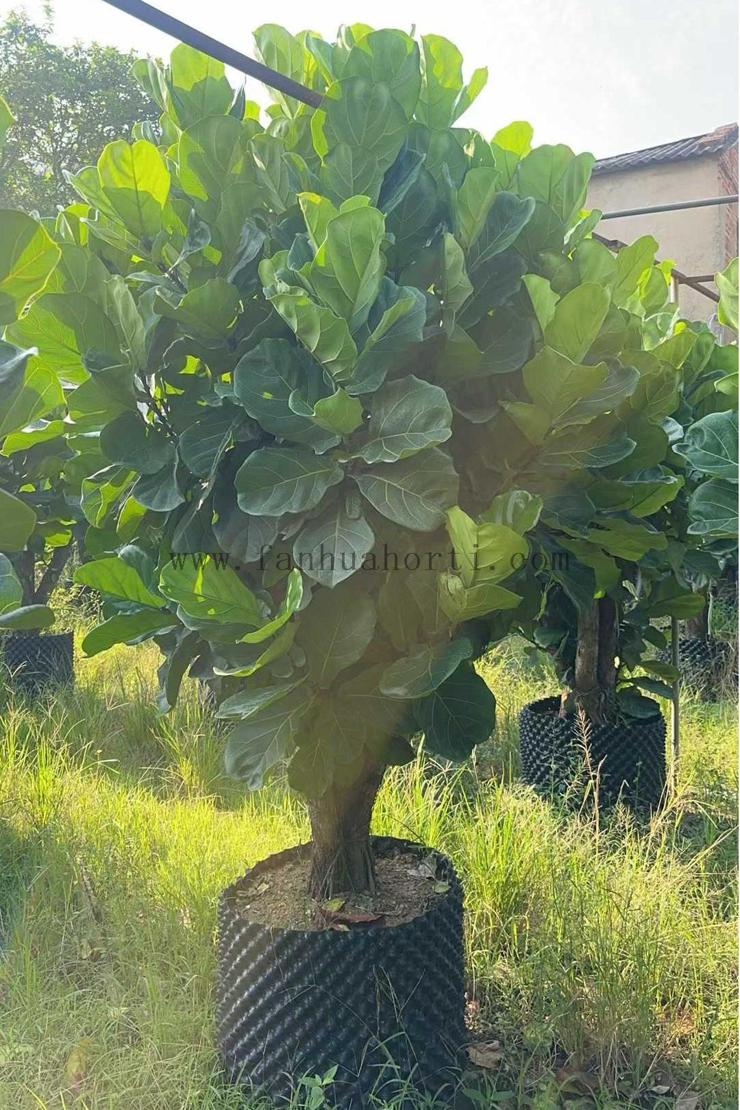 Lyrata Ficus for Indoor