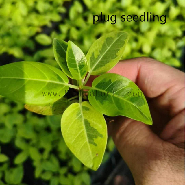  Altissima Ficus 