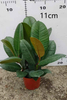 Sofia Ficus 