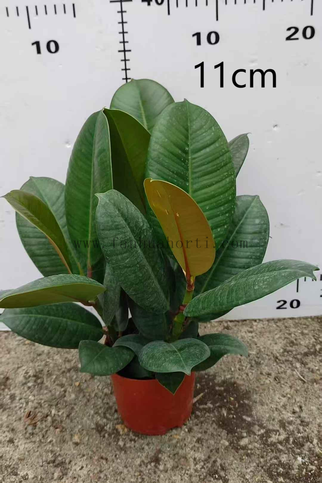 Sofia Ficus 