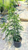 Hawaiian Schefflera