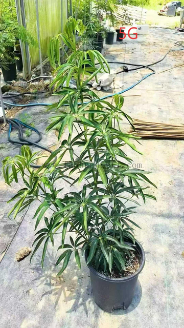 Hawaiian Schefflera