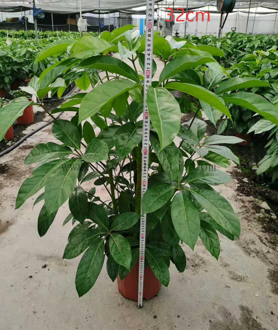 阿尔卑斯320