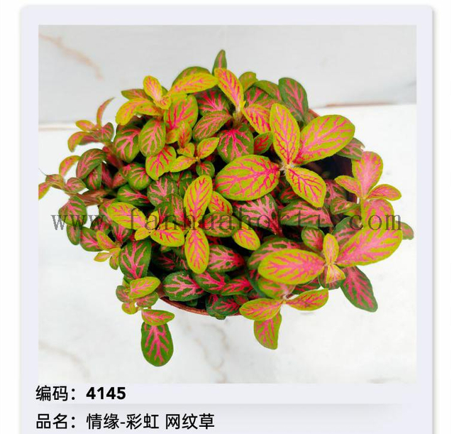 Fittonia 80#