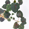 Petiolaris Ficus