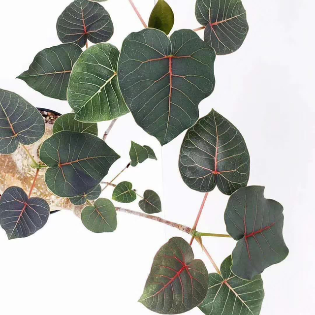 Petiolaris Ficus