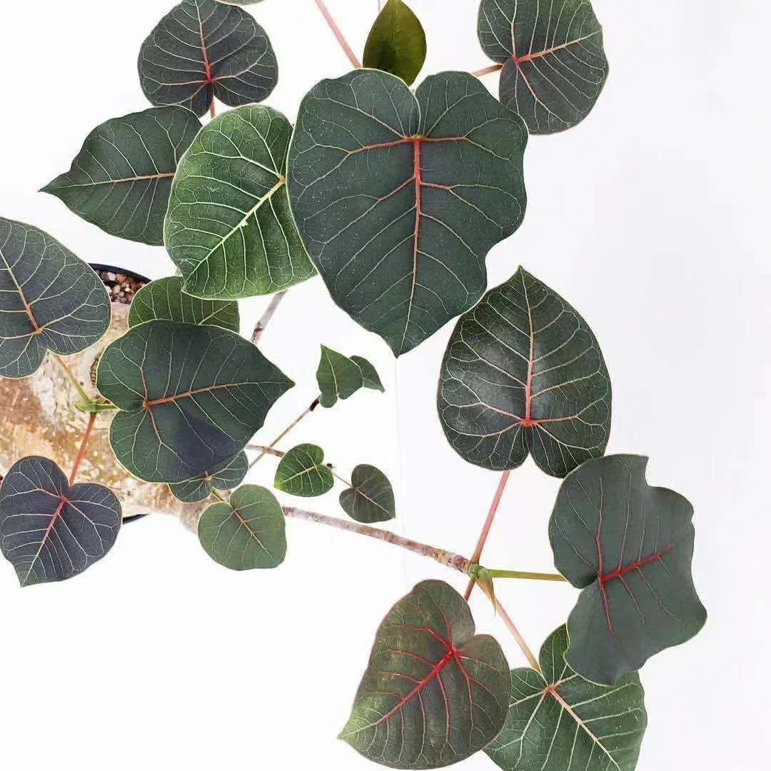 Petiolaris Ficus