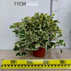 Trangularis Ficus