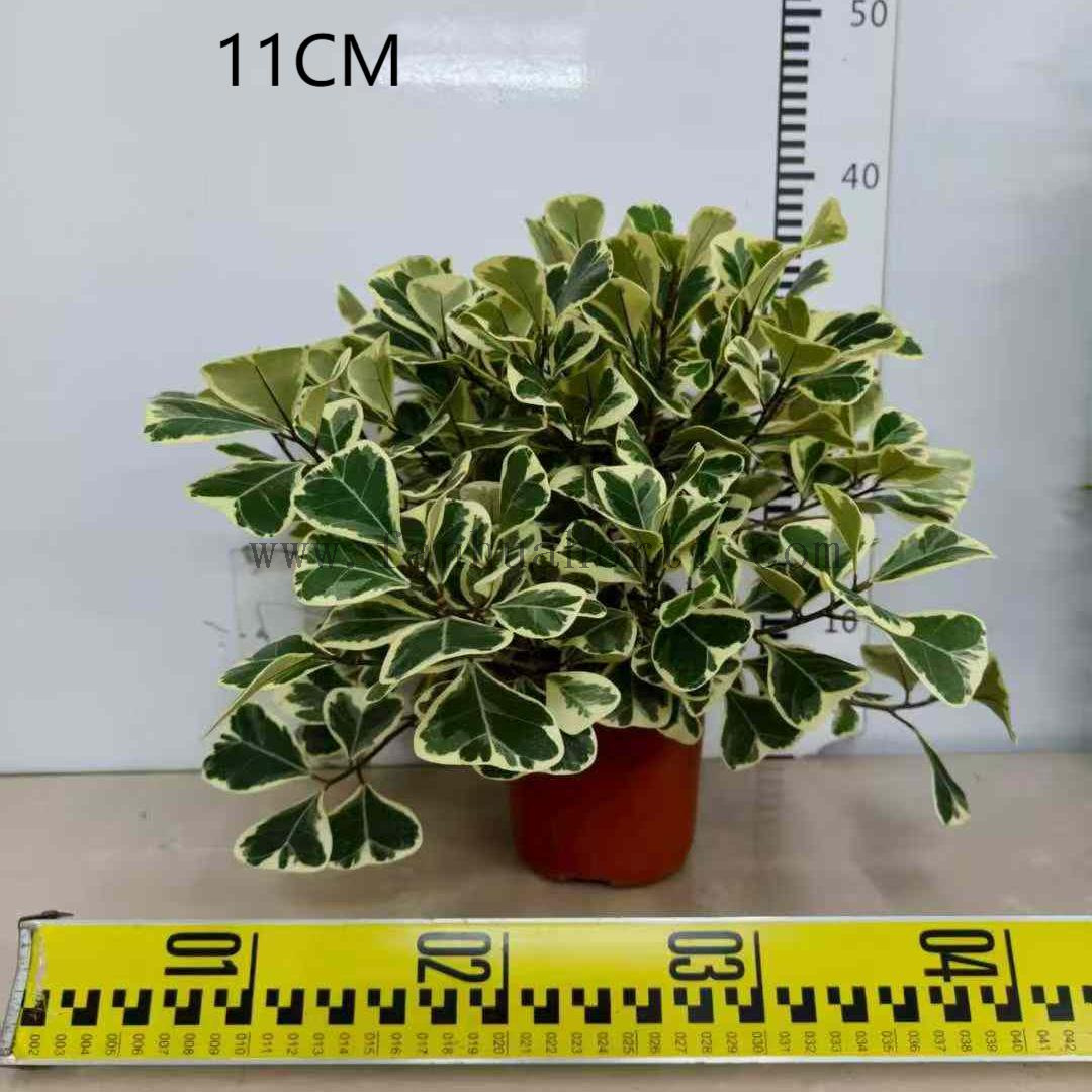 Trangularis Ficus