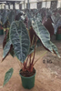 Suhirmaniana Alocasia