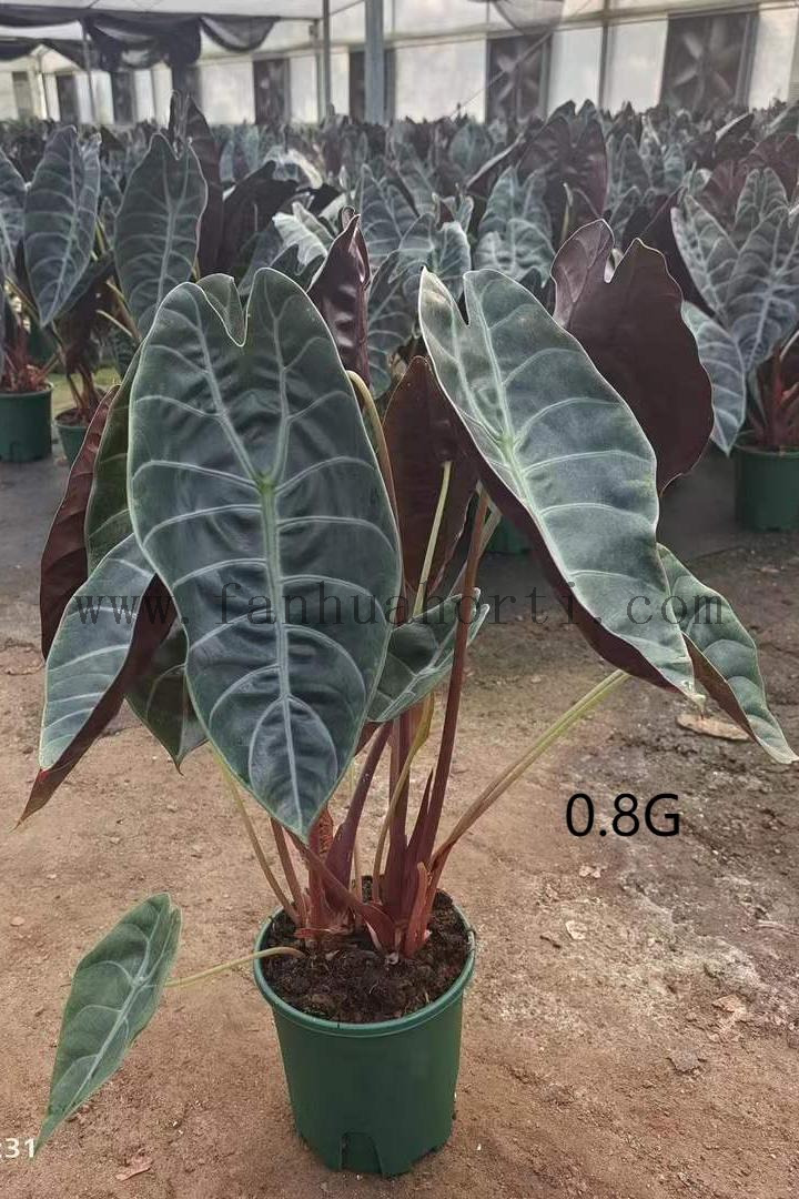 Suhirmaniana Alocasia