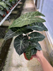 Nairobi Alocasia