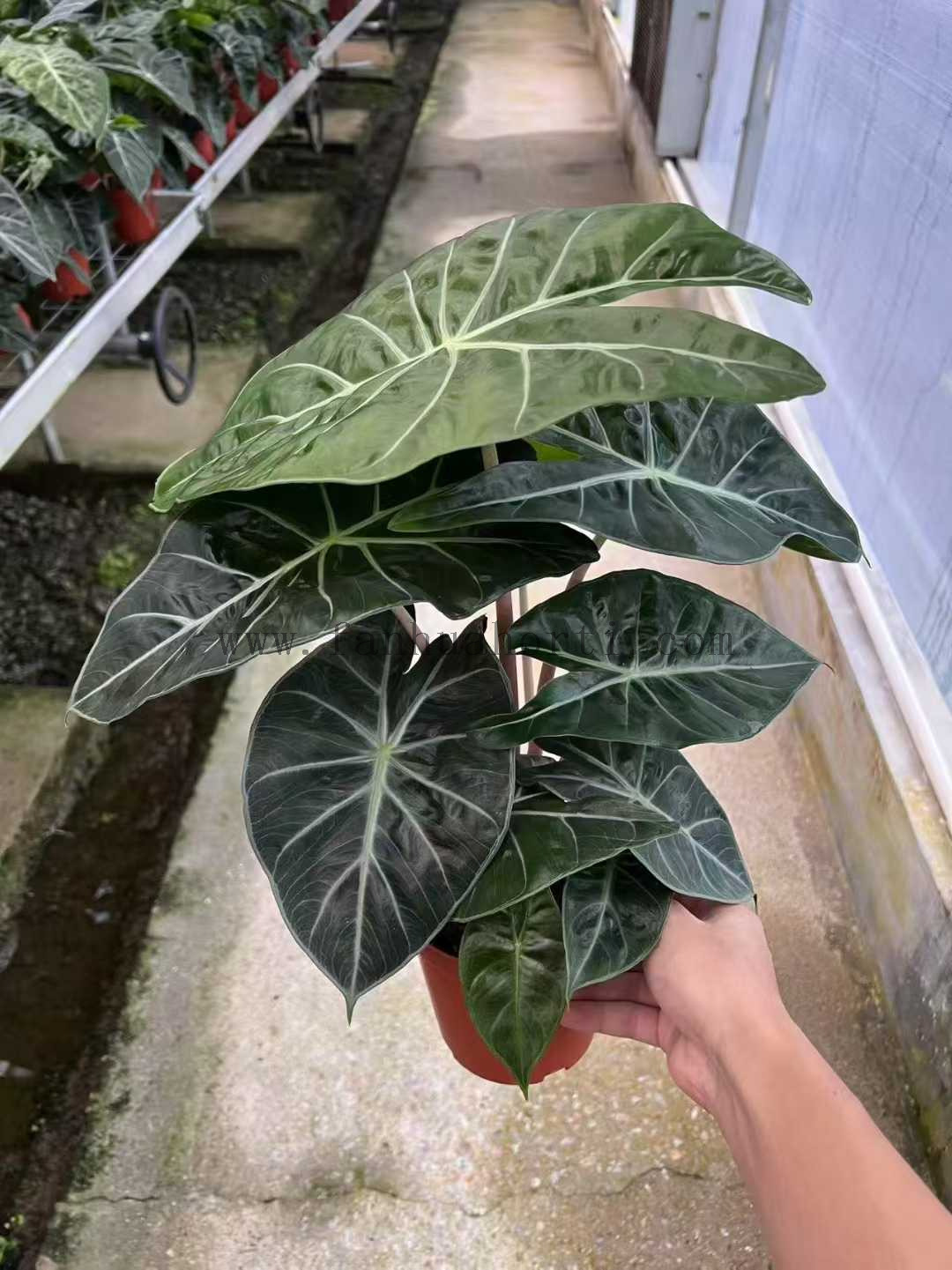 Nairobi Alocasia