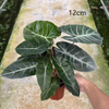  Pink Dragon Alocasia