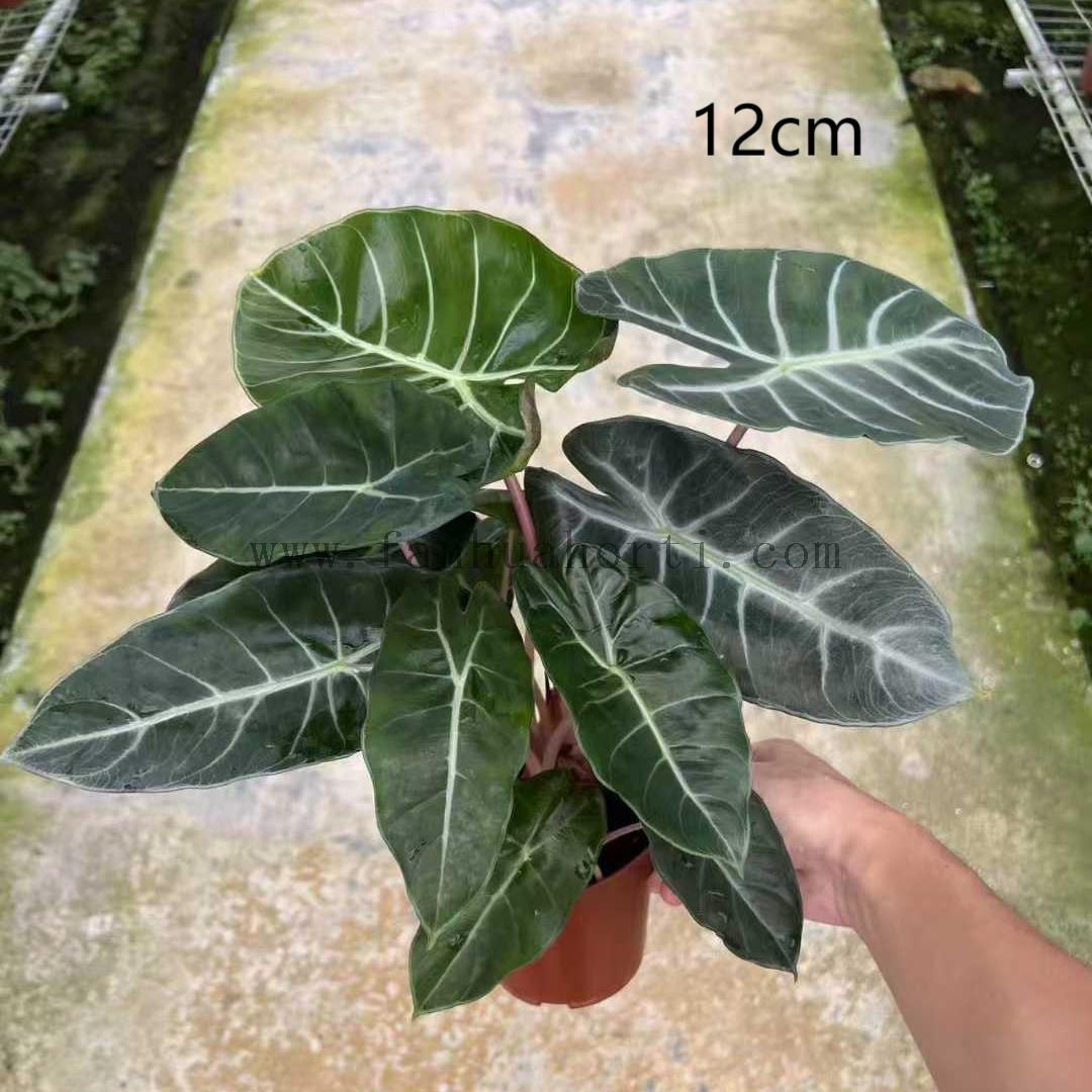  Pink Dragon Alocasia