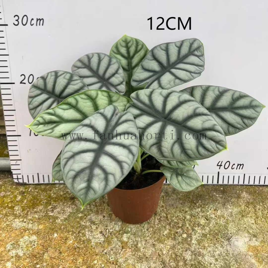 白犀牛120-1