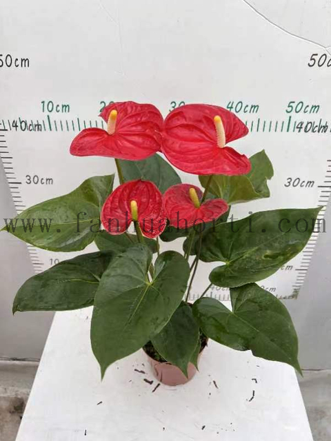 Anthurium Andraeanum Madura 140#