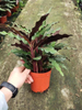 Calathea Rufibarba Fenzl 110#