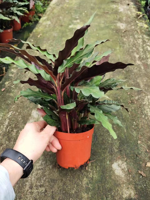 Calathea Rufibarba Fenzl 110#