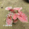 Caladium Biocolor Wholesale Nursery Indoor Potted Green Plants Ornamental Bonsai Beautiful Indoor Plant