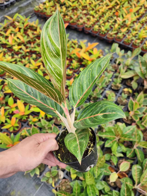 100#green Beauty Aglaonema Wholesale Nursery Indoor Potted Green Ornamental Indoor Plant