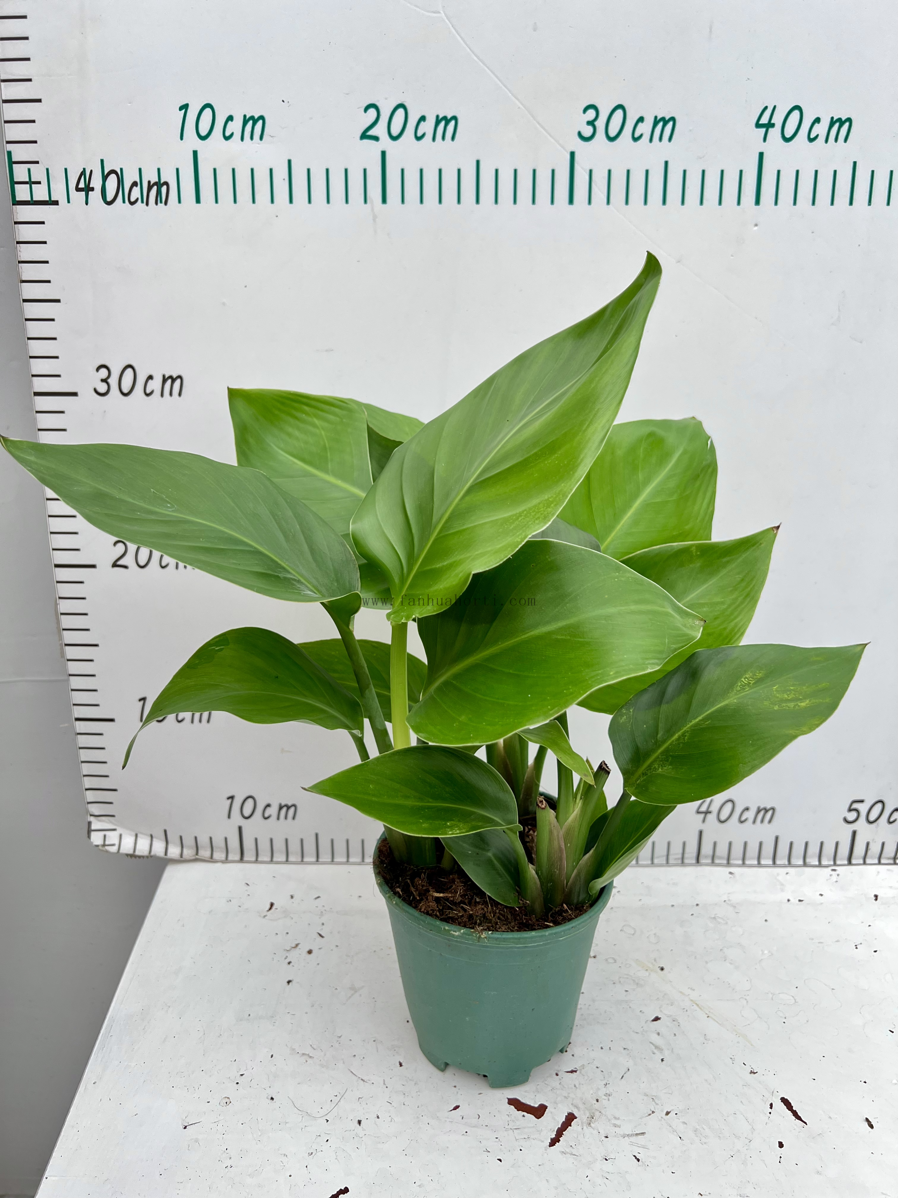 Strelitzia 0.3 Gallon