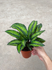 Glamour Star Calathea 120#