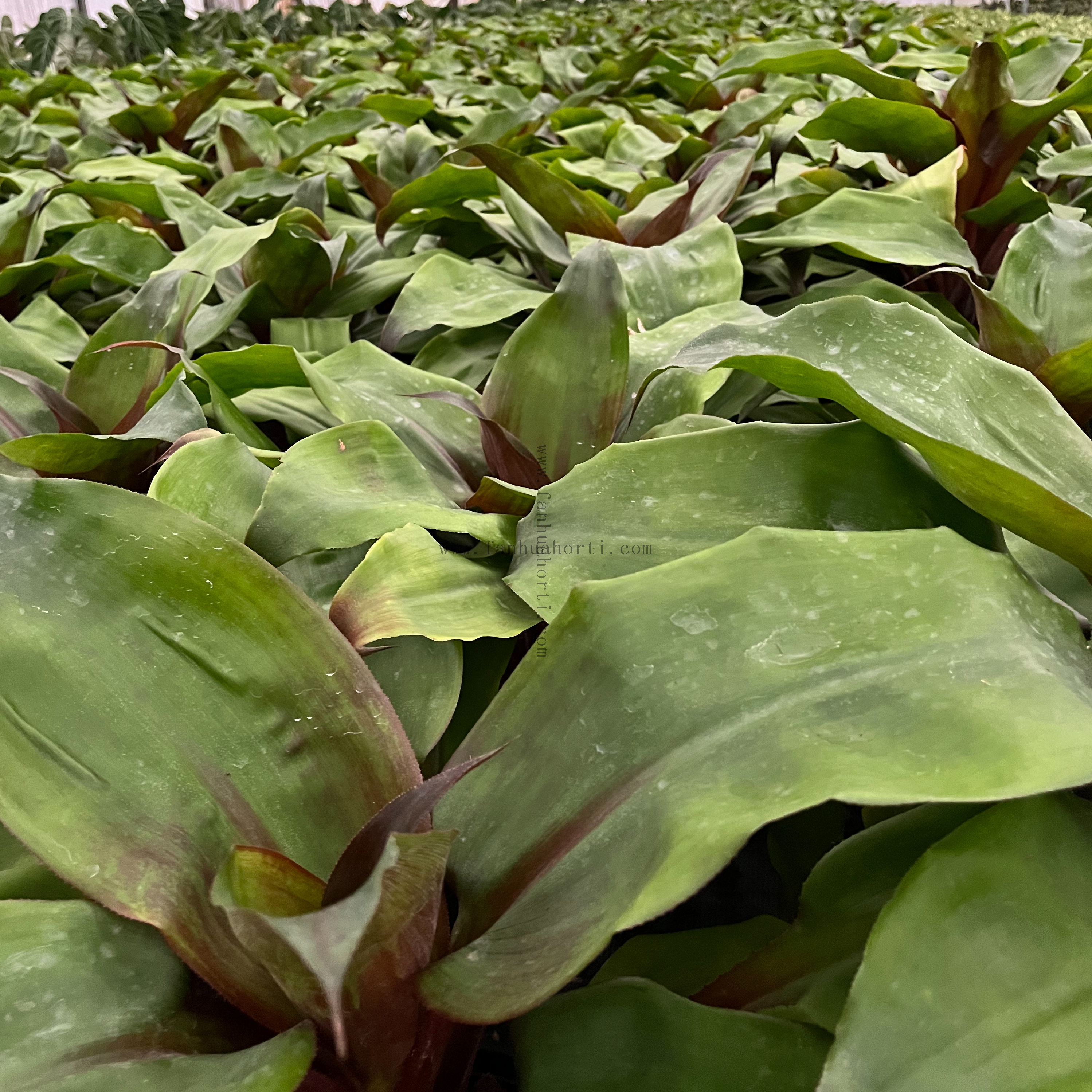 Pineapple King Philodendron 180#