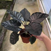 Infernalis Alocasia 