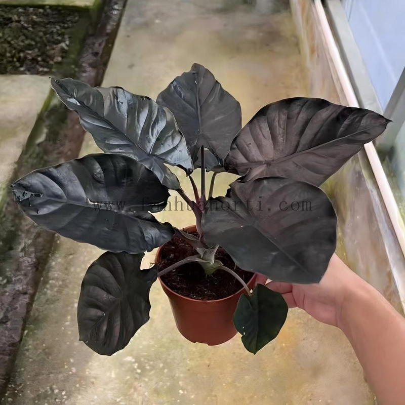 Infernalis Alocasia 